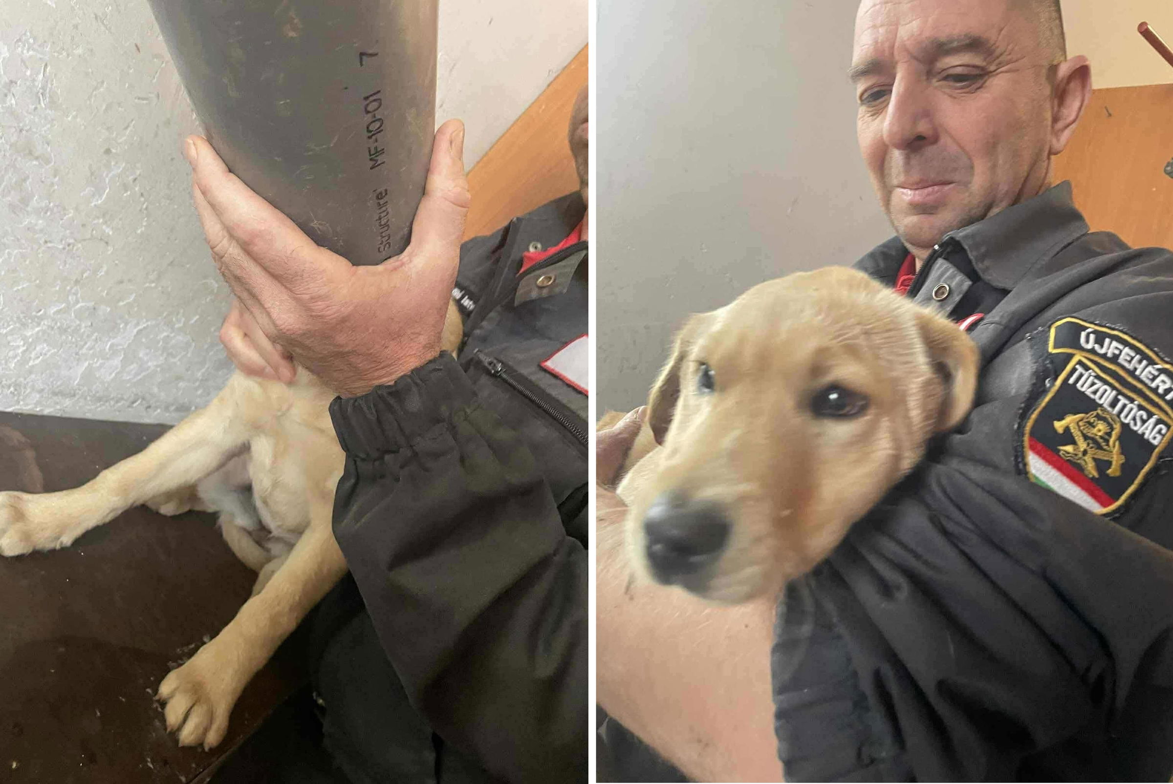 Csőbe szorult egy kiskutya feje, a tűzoltóktól kért segítséget gazdája