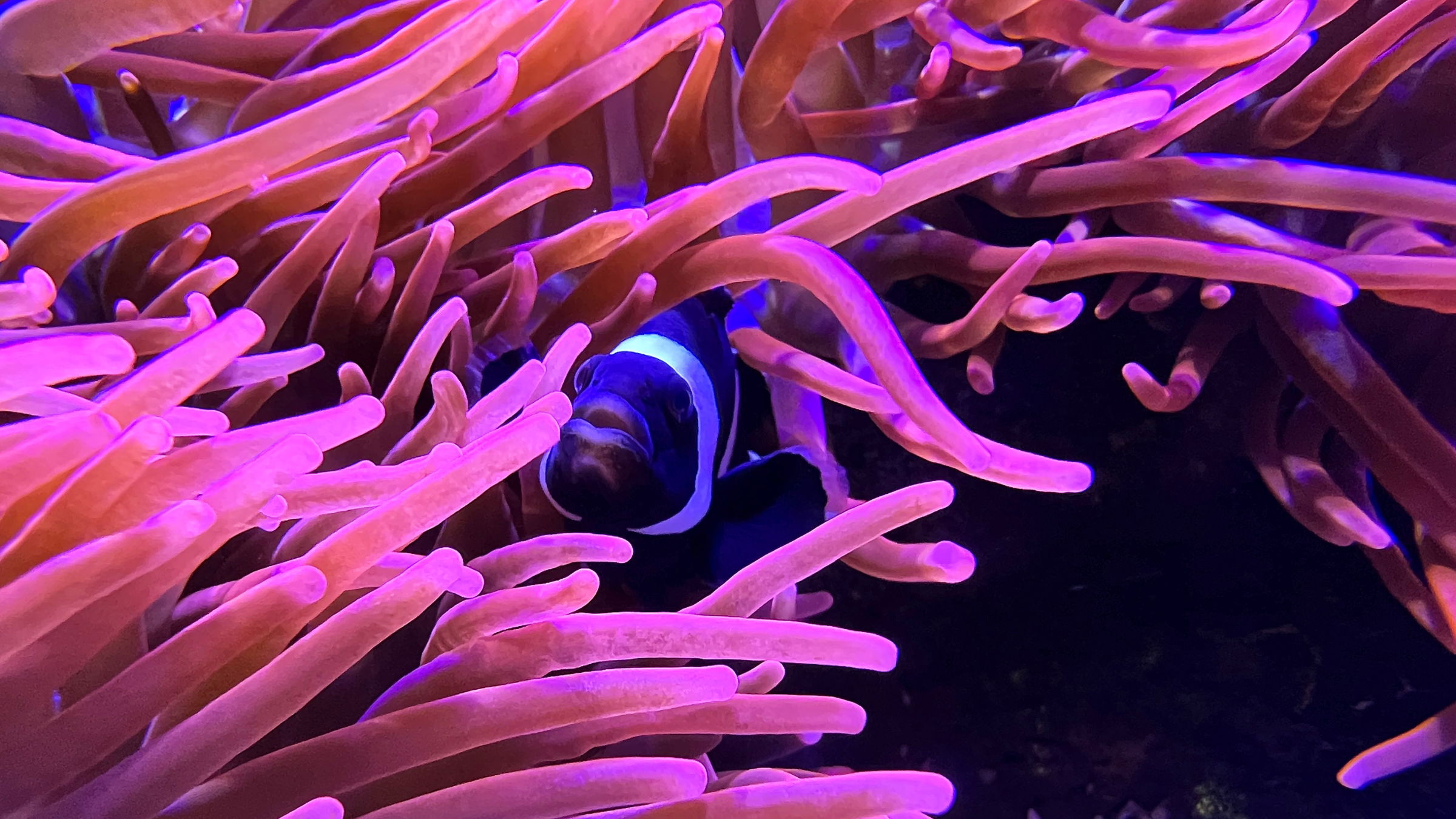 Különleges kiállítás nyílik a váradi városháza tornyában