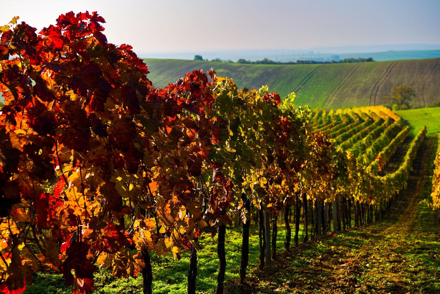 Kihirdették a Szőlő, bor és életöröm nemzetközi fotópályázat díjazottjait