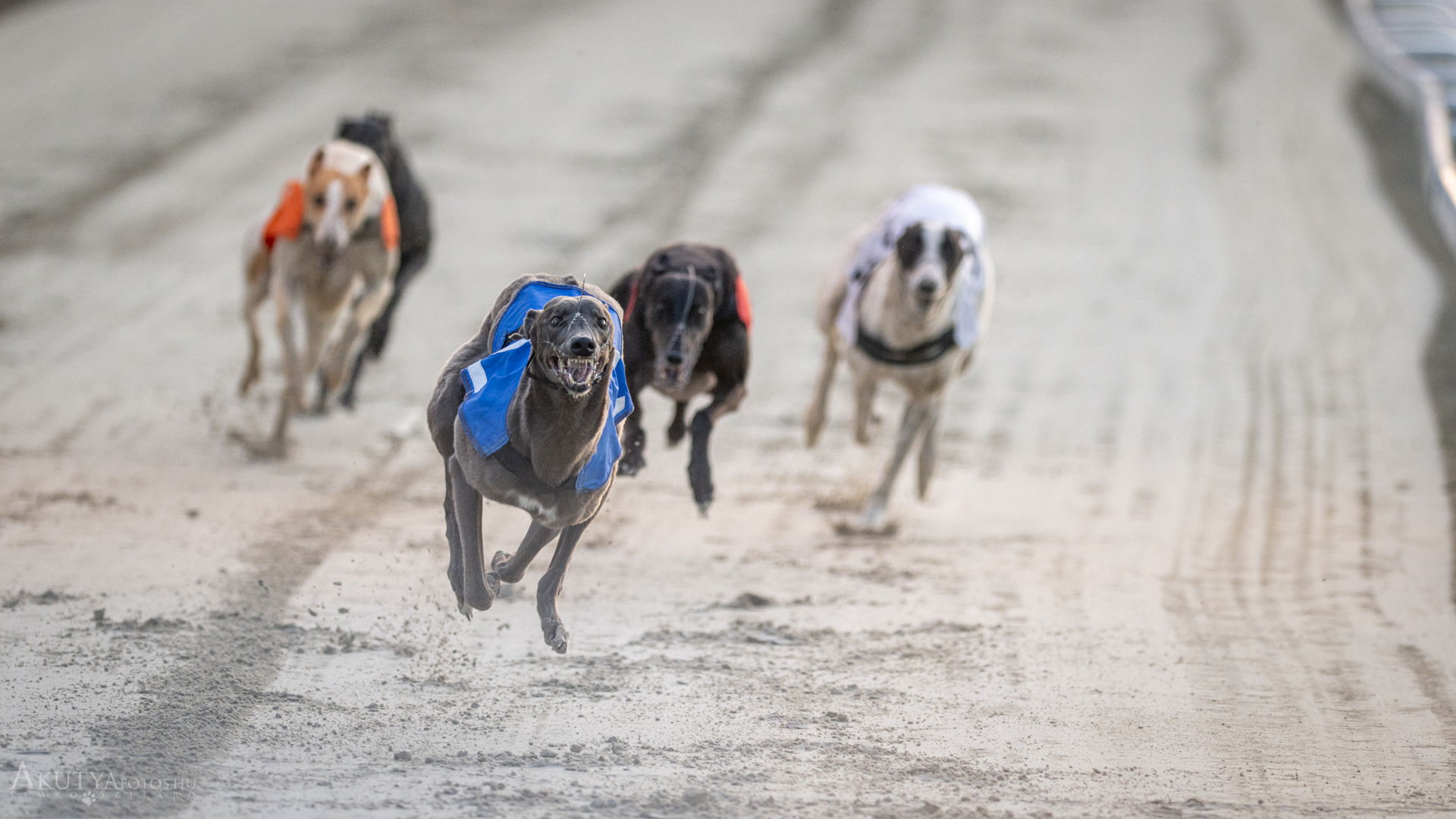 Agárverseny: szentandrási győzelem a 11. Magyar Derbyn
