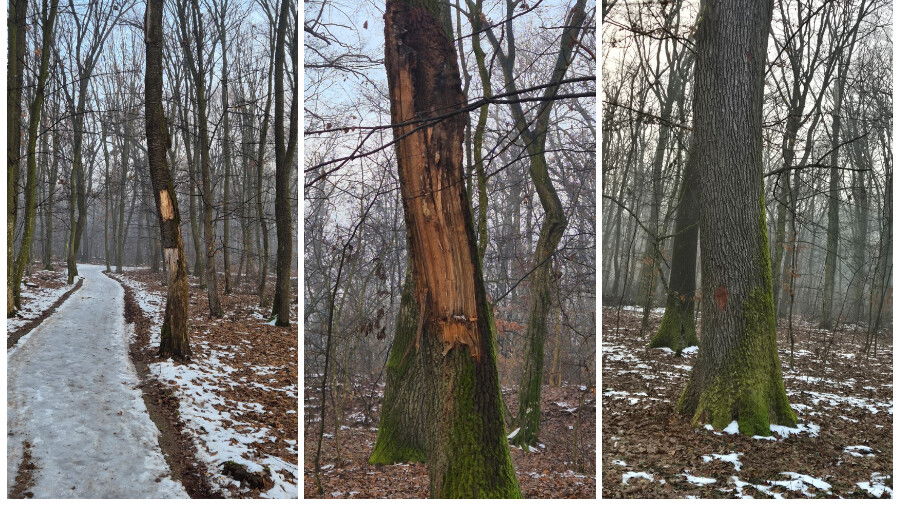 Ellenőrzéseket rendel el a környezetvédelmi miniszter a félixfürdői fakivágások miatt