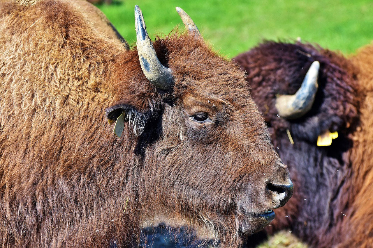 Sokkoló állapotok egy bölényfarmon: több mint kétszáz oszlófélben lévő állattetemet találtak