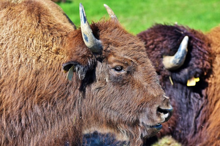 Sokkoló állapotok egy bölényfarmon: több mint kétszáz oszlófélben lévő állattetemet találtak