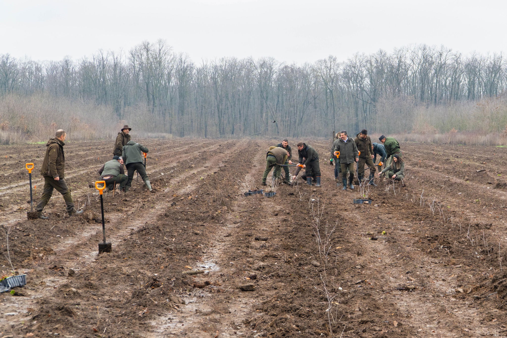 Huszonöt millió facsemetével zöldítenék tovább az országot