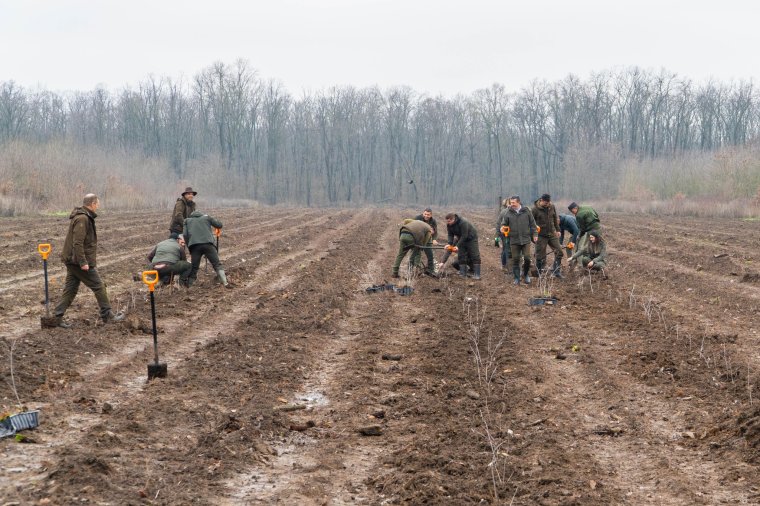 Huszonöt millió facsemetével zöldítenék tovább az országot