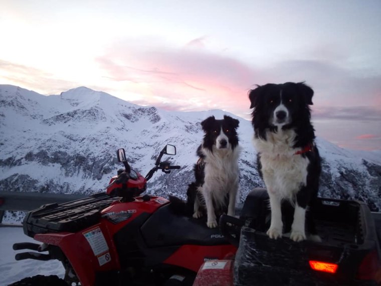 Mentőkutyák: amikor négy lábon érkezik az életmentés