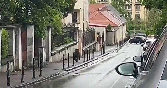 Medvét láttak Brassó óvárosában, egy egyetem és iskola szomszédságában | VIDEÓ