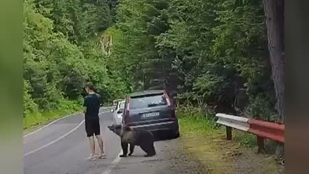 Veszélyes találkozás: medve „vizsgált” meg egy turistát a Transzfogarason | VIDEÓ