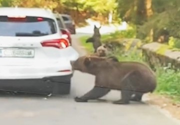 Medve támadt egy autóra a Transzfogarasi úton, könnyedén letépte a hátsó lökhárítót | VIDEÓ