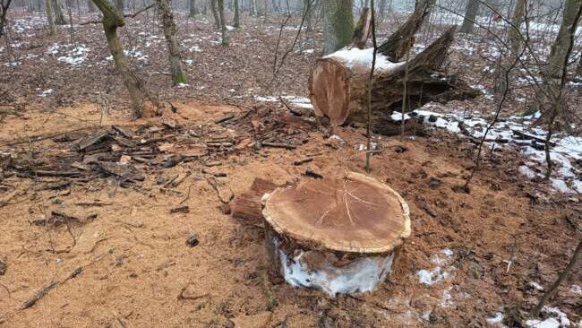 Illegális fakitermelés Félixfürdőn – felfüggesztették a fakivágásokat