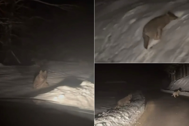 Hat farkasból álló falka bukkant fel Vaskohszohodol bejáratánál, a lakott terület közelében | VIDEÓ