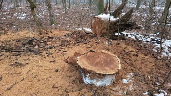 Illegális fakitermelés Félixfürdőn – felfüggesztették a fakivágásokat