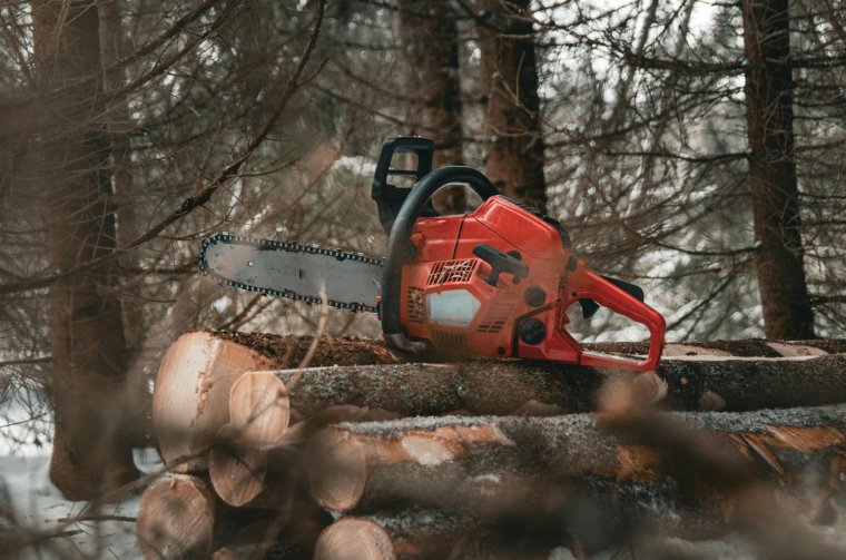 Egy lezuhanó ág ütötte agyon a fatolvajként ismert férfit