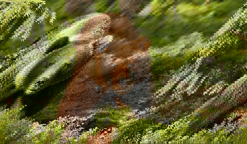 Medvetámadás Maros megyében: mentőhelikopter szállította kórházba az áldozatot