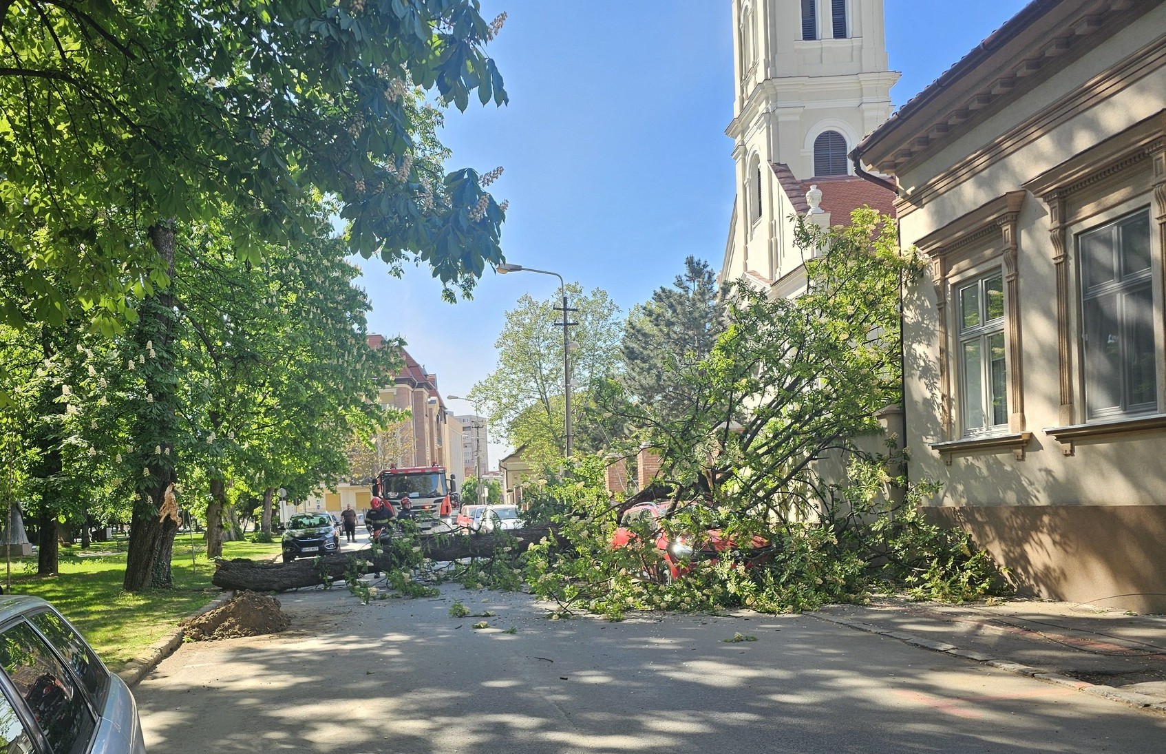 Kiderült, mi lesz az Ezredévi emléktéren megsérült gesztenyefa sorsa