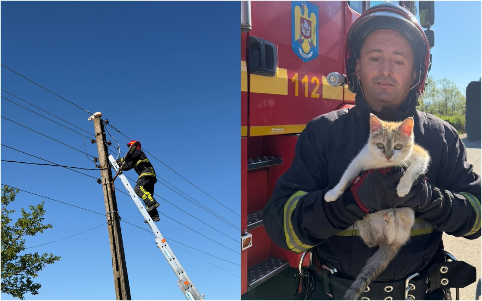 Két napja rostokolt a villanyoszlopon, végül a tűzoltók mentették meg a macskát Szokányban