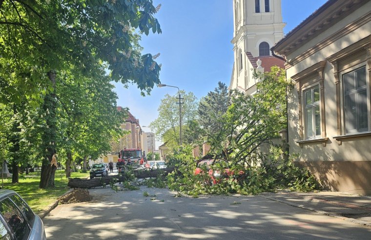 Kiderült, mi lesz az Ezredévi emléktéren megsérült gesztenyefa sorsa