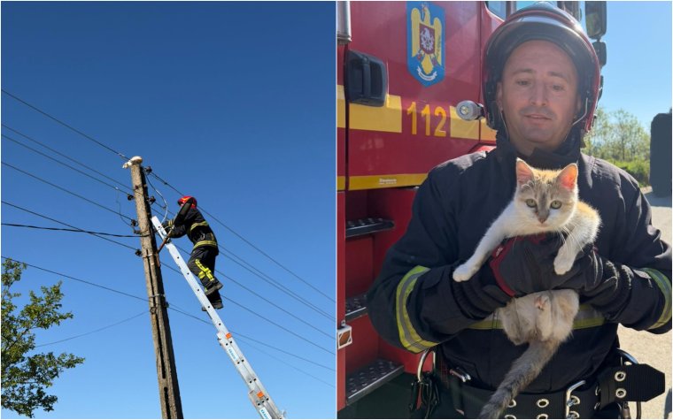 Két napja rostokolt a villanyoszlopon, végül a tűzoltók mentették meg a macskát Szokányban