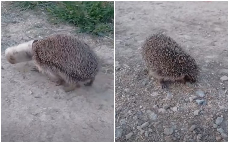 Szorult helyzetbe került sündisznón segített egy Bihar megyei tűzoltó | VIDEÓ