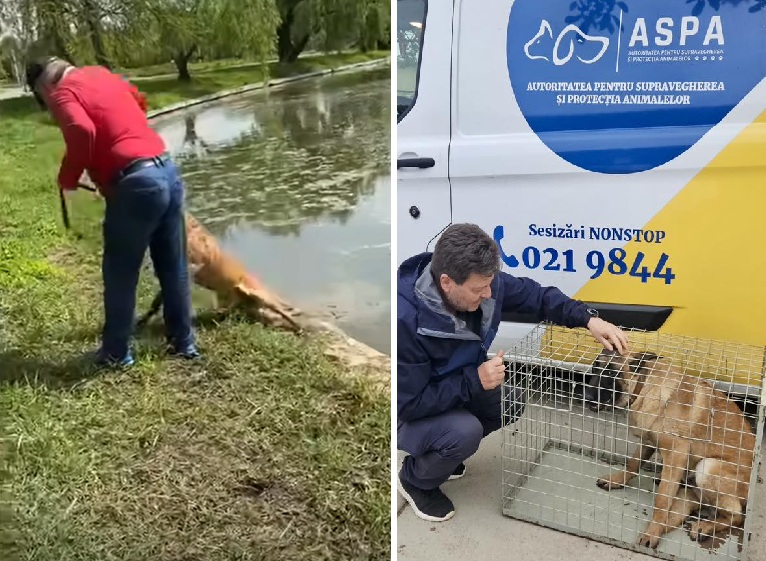 Vízbe dobta, és nem engedte kijönni onnan a kutyáját: büntetőeljárás indult a férfi ellen | VIDEÓ