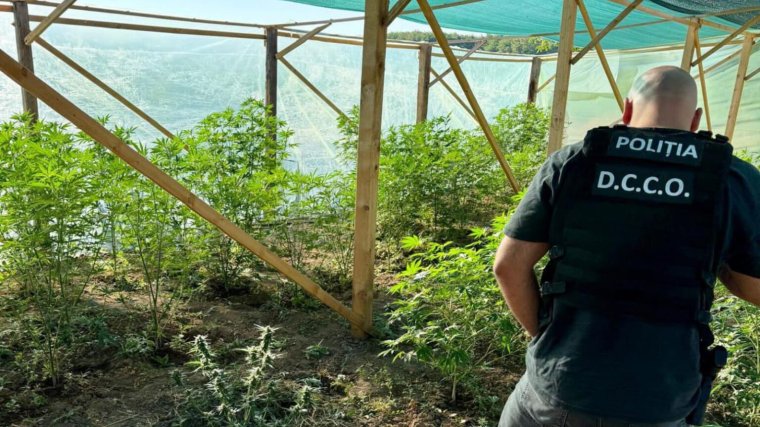 Kannabiszt termesztett egy Szentjobb melletti faluban, előzetesbe került