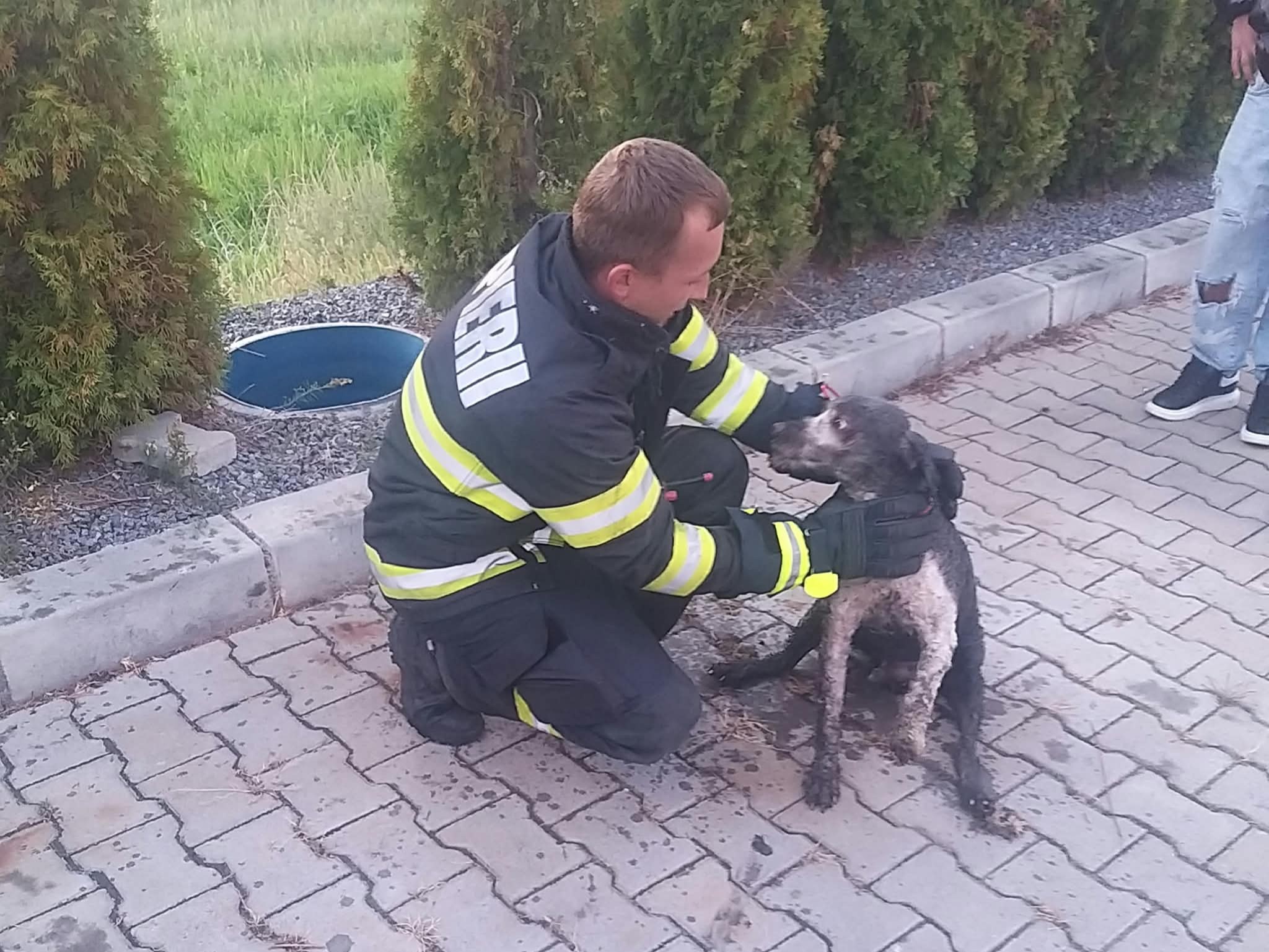 Csatornába esett ebet mentettek ki a tűzoltók Kesztegen