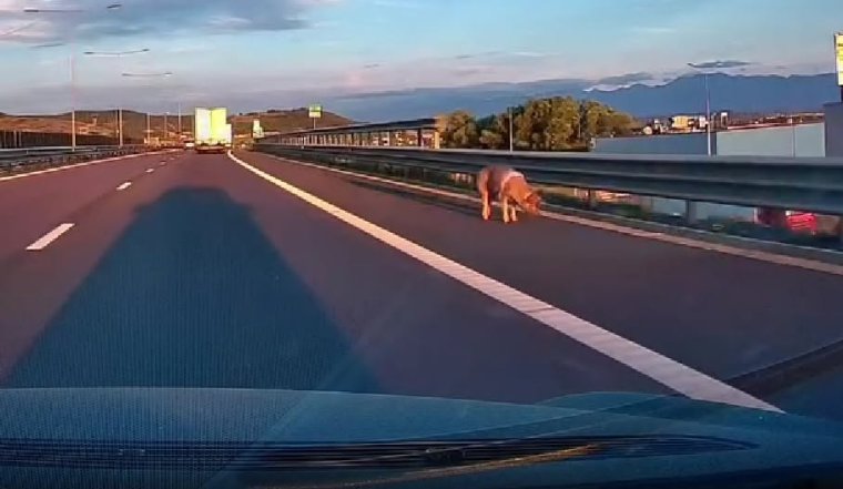 Utánfutóból ugrott ki egy sertés az autópályán, megbírságolták a sofőrt