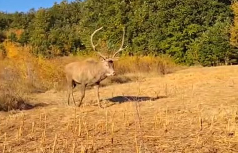 Szarvas támadt egy férfira Bihar megyében: több tíz méteren át vonszolta áldozatát | VIDEÓ