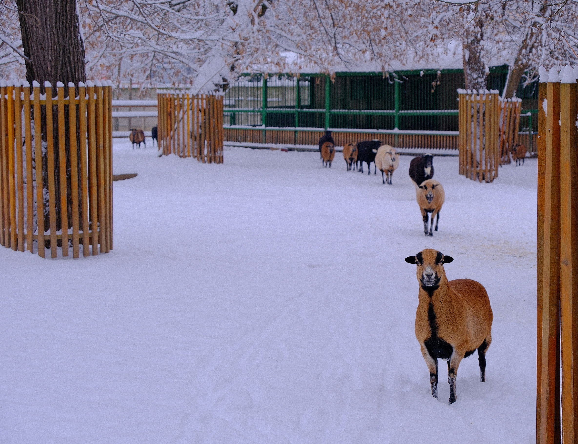 Meglestük, hogyan fogadták a havazást a nagyváradi állatkert lakói