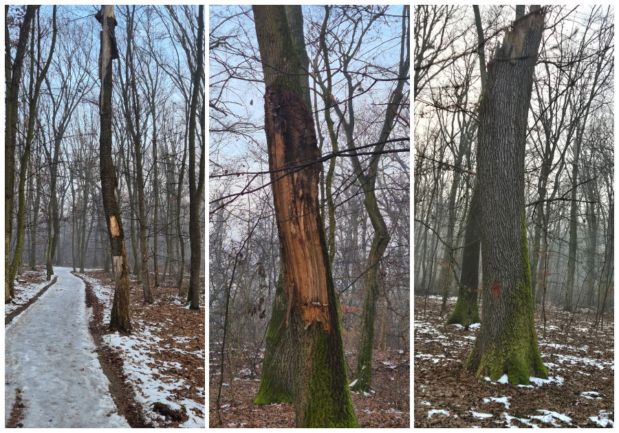 Négy személy került őrizetbe az illegális félixfürdői fakivágások miatt