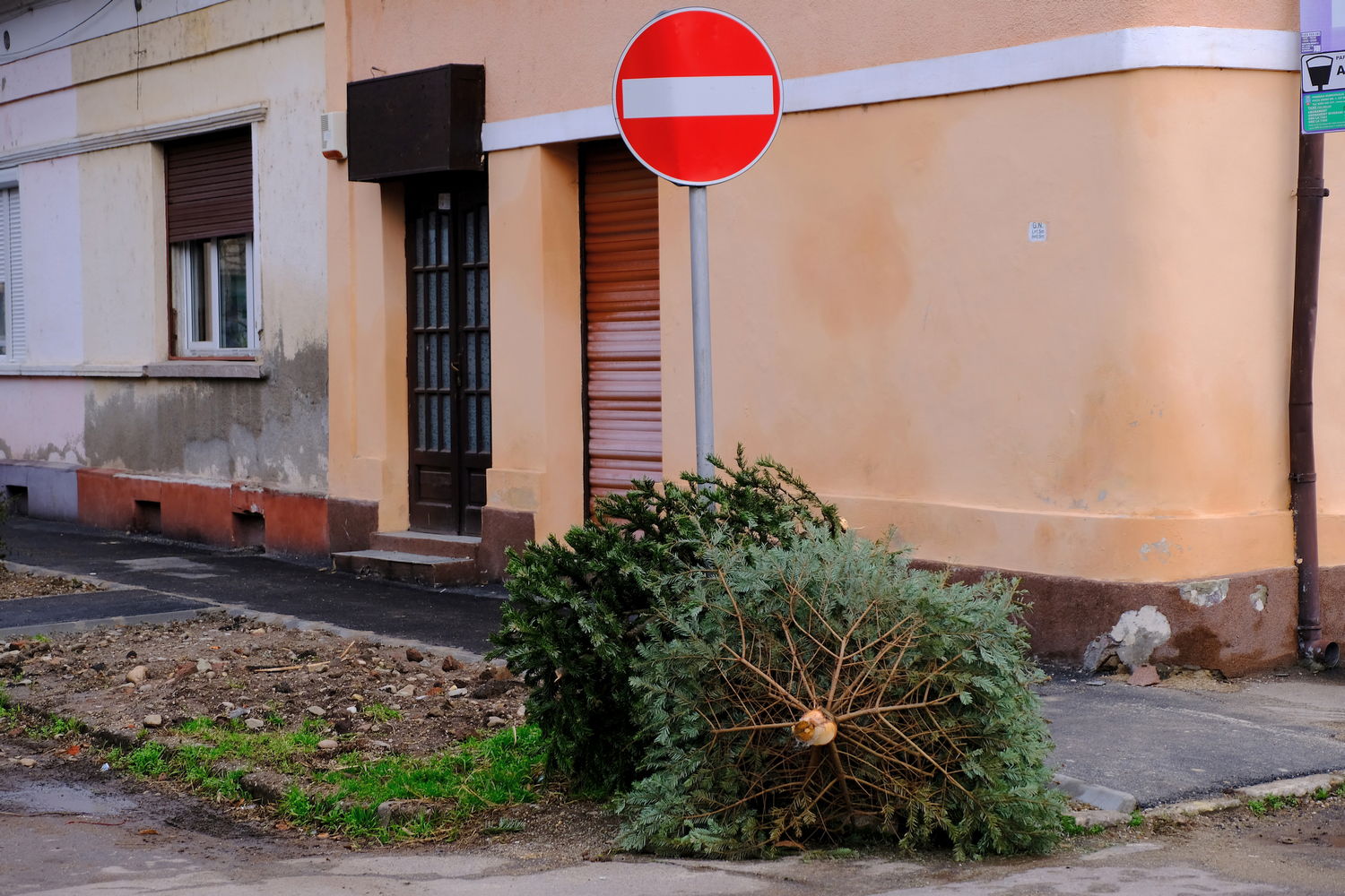 Január végéig szállítja el a karácsonyfákat Nagyváradon a RER