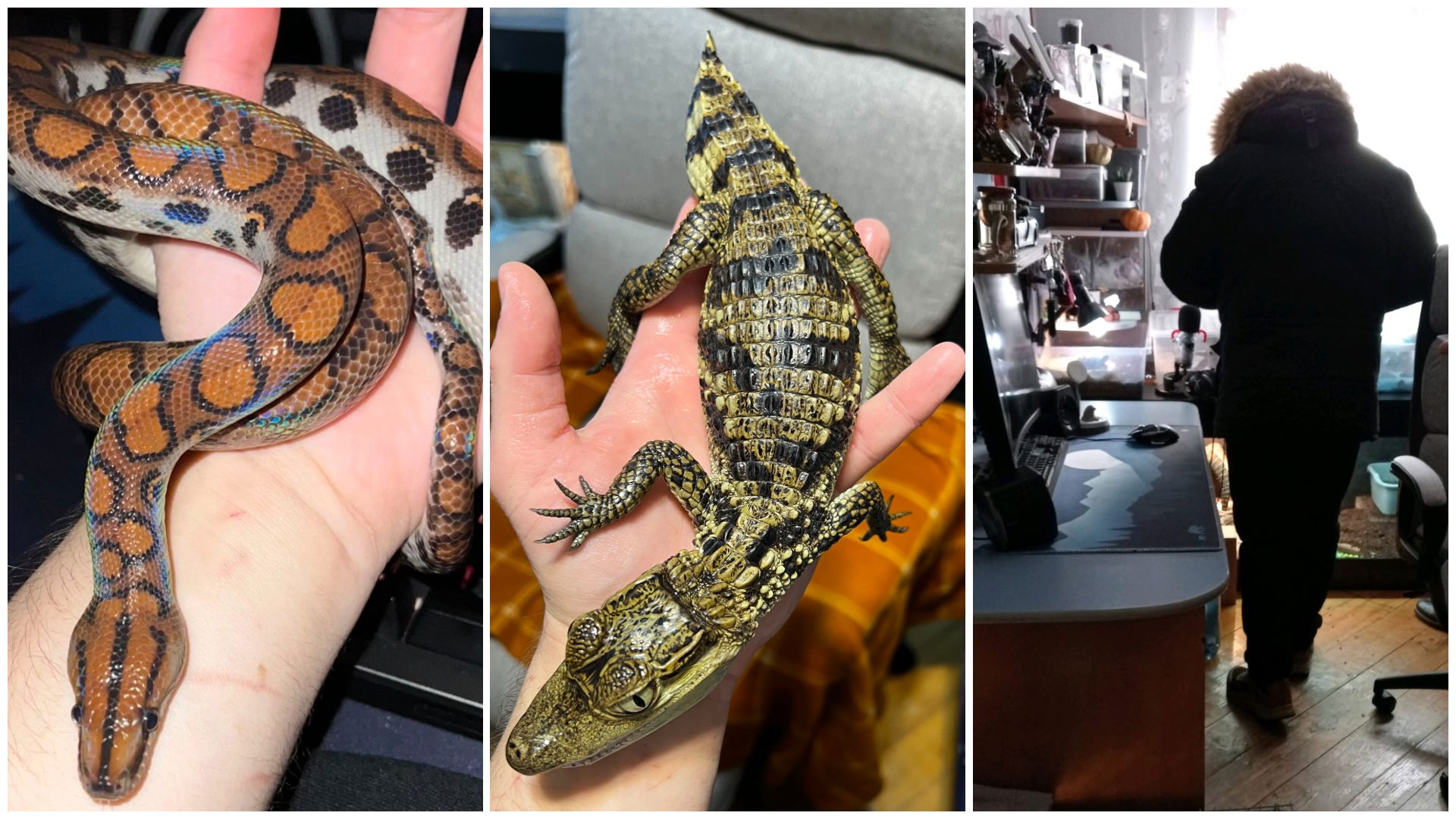 Illegális hüllőtenyészetet rendezett be szobájában egy vaskohsziklási férfi