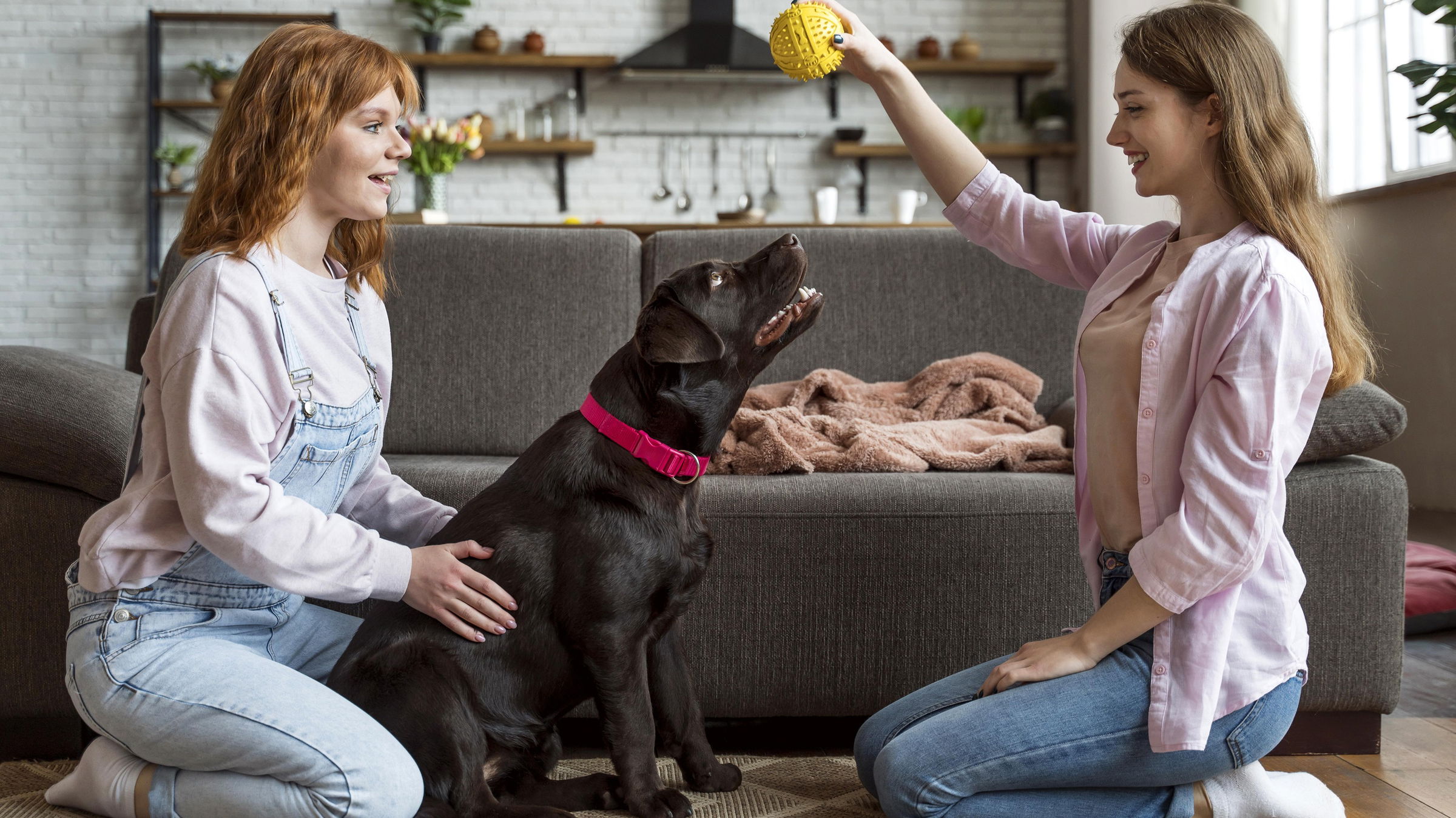 A kutyák gazdáik beszélgetéséből is képesek új szavakat tanulni