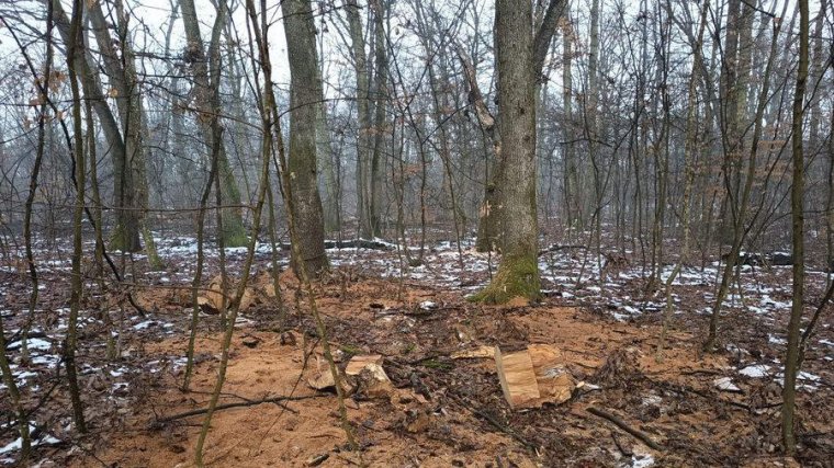 Több mint hétszáz fát vágnak ki a félixfürdői erdőben