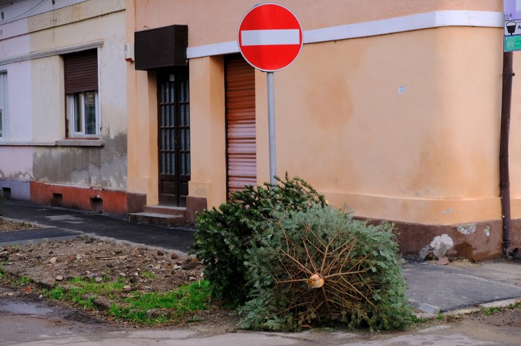 Január végéig szállítja el a karácsonyfákat Nagyváradon a RER