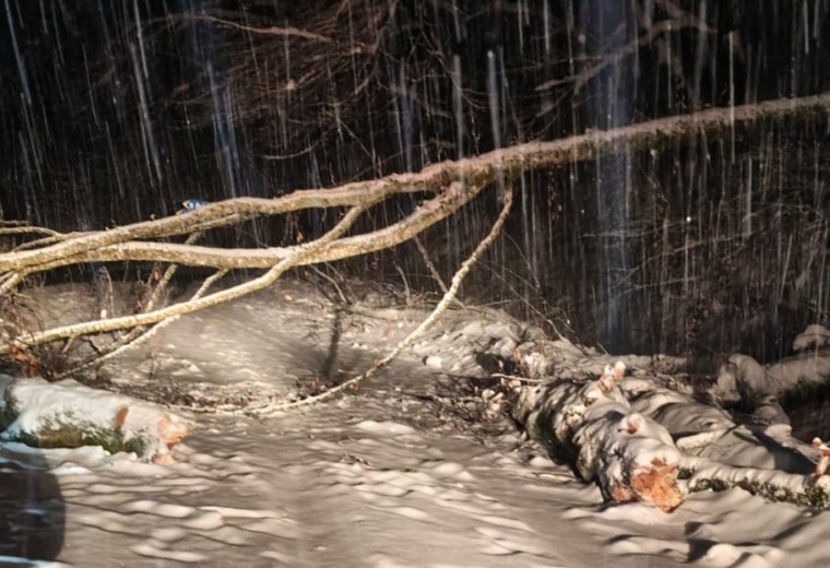 Fák dőltek az úttestre az éjjel Biharrósa és Erdődámos között