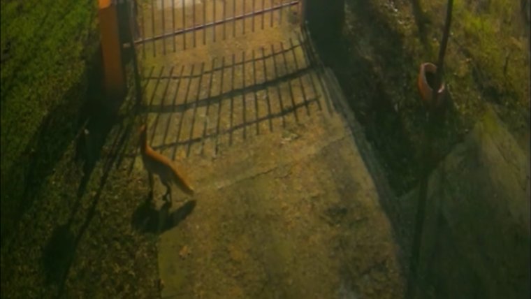 Három rókát rögzítettek a térfigyelő kamerák Bukarest központjában | VIDEÓ!