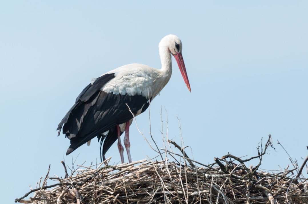 Lezárult a nemzetközi gólyaszámlálás
