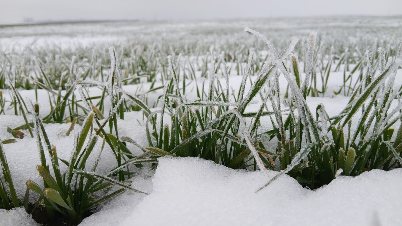 Áldás a hótakaró és az igazi tél a mezőgazdaságban