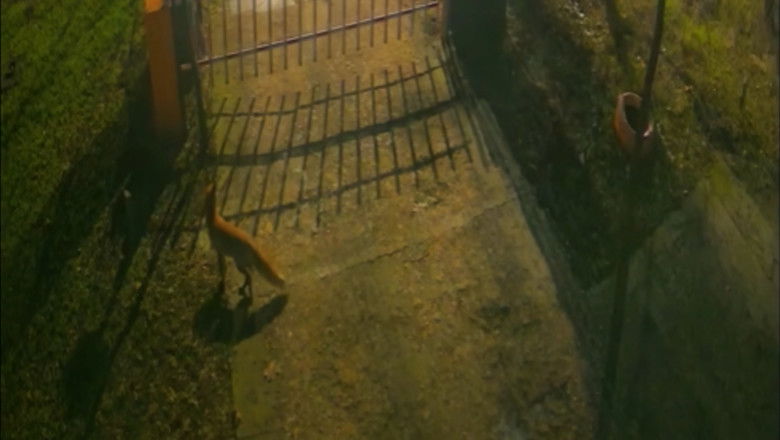 Három rókát rögzítettek a térfigyelő kamerák Bukarest központjában | VIDEÓ!