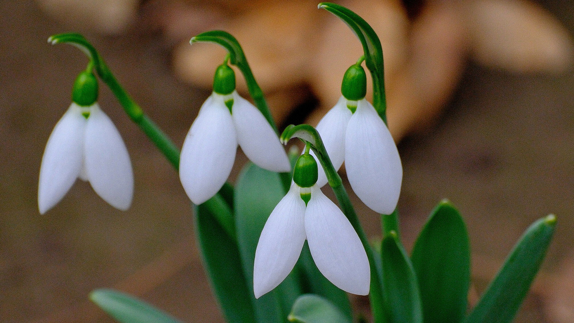 Kinyíltak a hóvirágok Nagyváradon