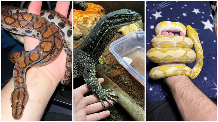 Bár egyes példányok rendkívül veszélyesek, egyelőre nem kobozzák el a vaskohsziklási egzotikus állatgyűjteményt