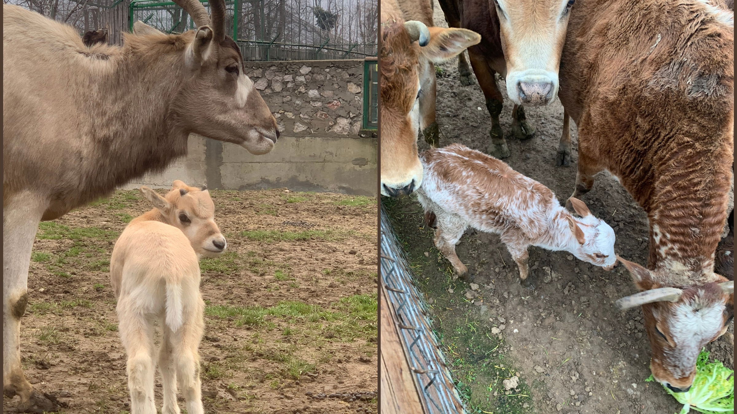 Új jövevények: antilop és zebu született a nagyváradi állatkertben
