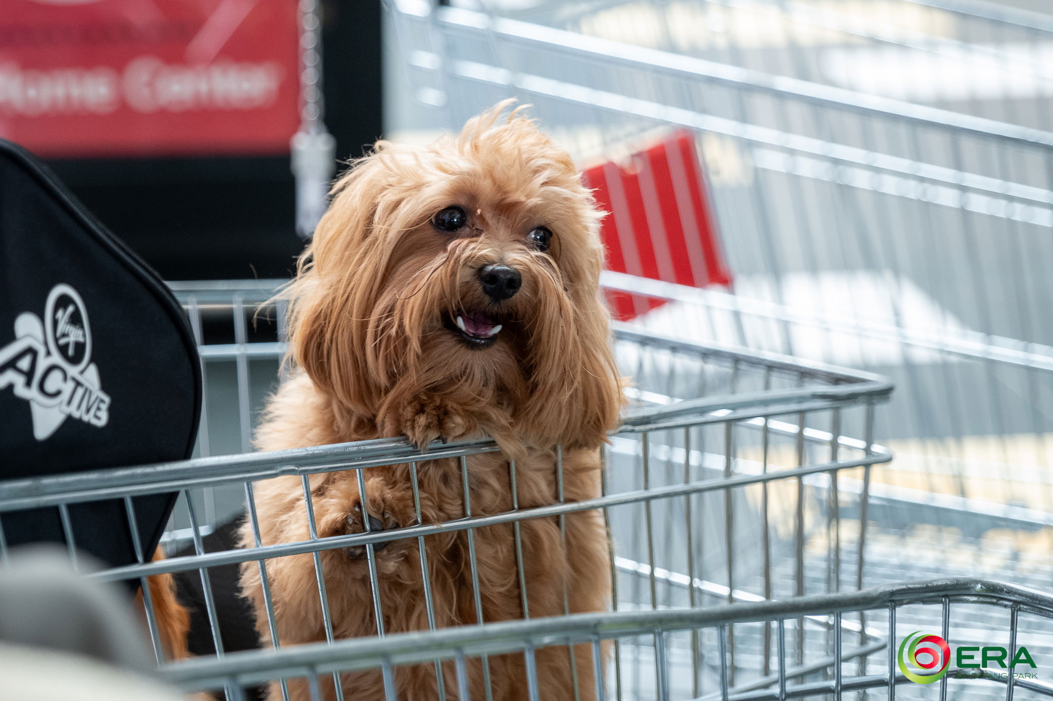 A nagyváradi ERA Park február 21-től állatbarát bevásárlóközponttá válik