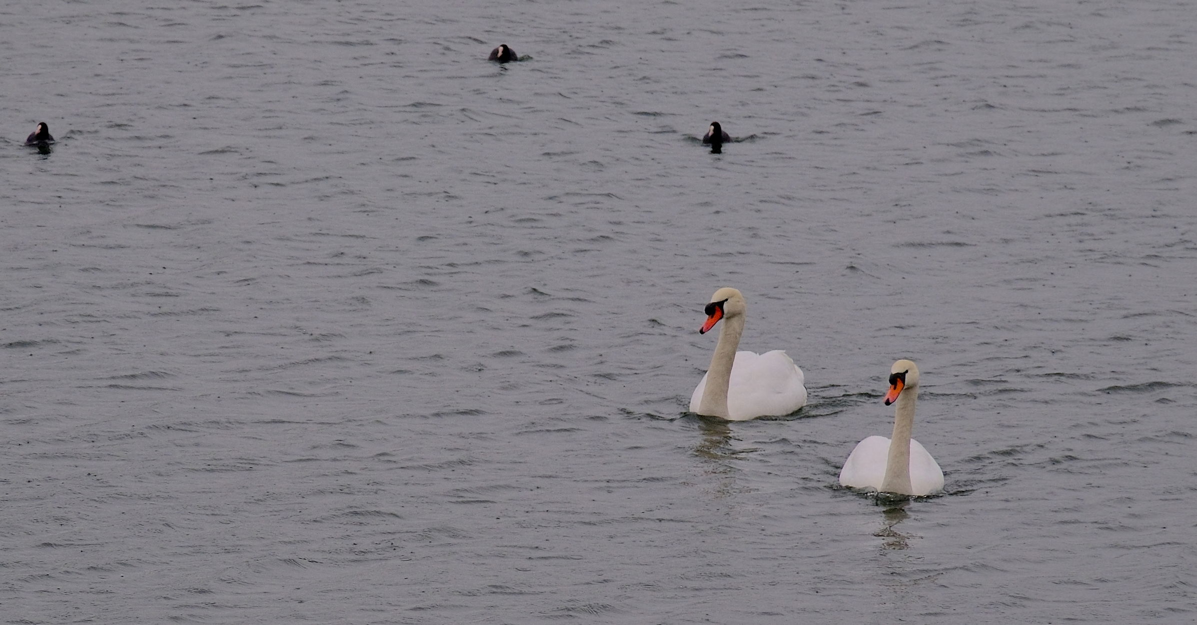 Hattyúk a Körösön: ezek a legfontosabb dolgok, amit a vadmadarak érdekében tehetünk | VIDEÓ