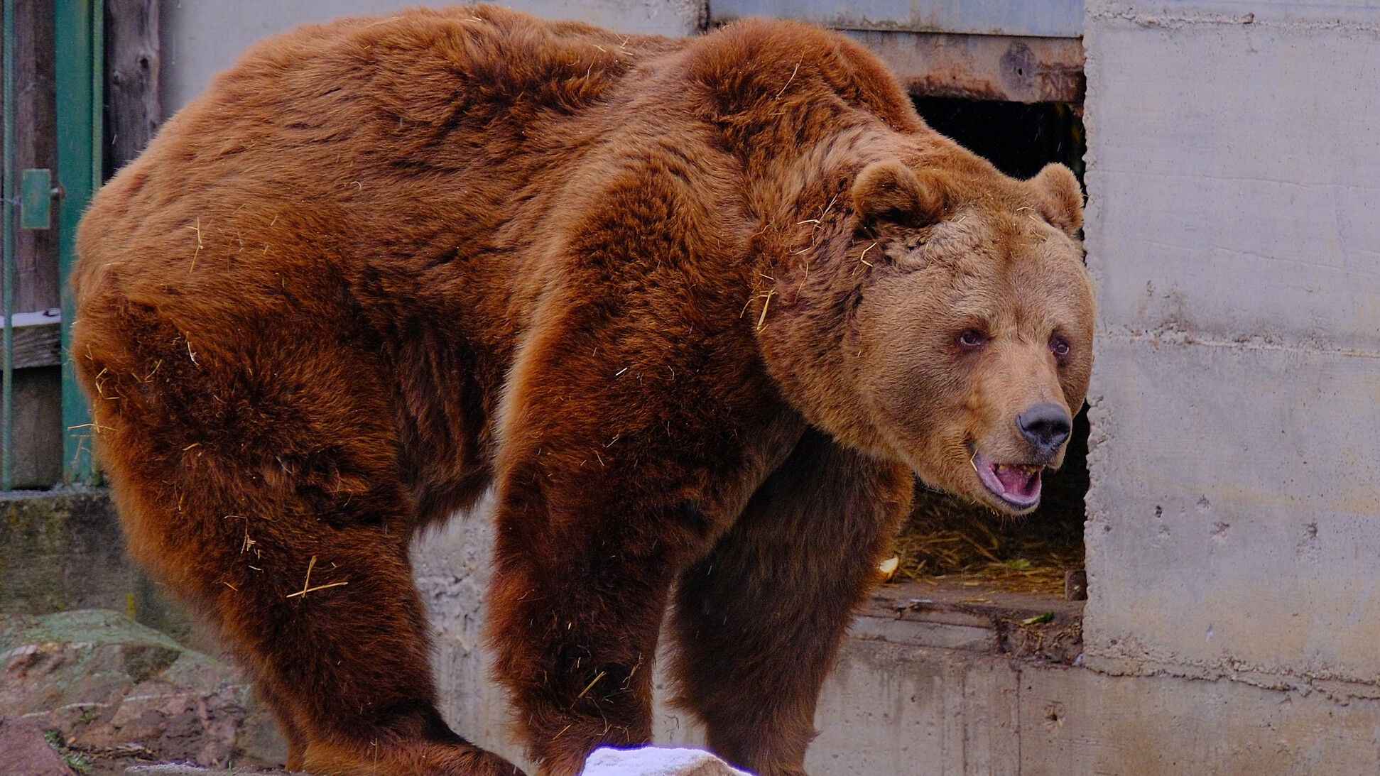 Felemás időjóslást nyújtottak a váradi állatkert medvéi