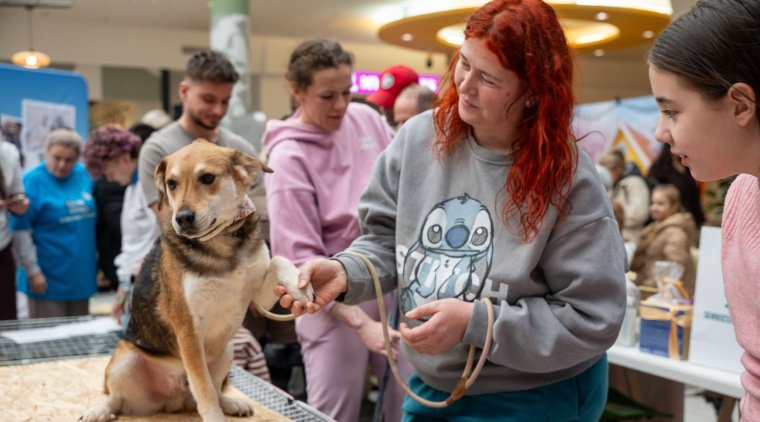Állatbarát hétvége Nagyváradon: az örökbefogadásra helyezték a fő hangsúlyt