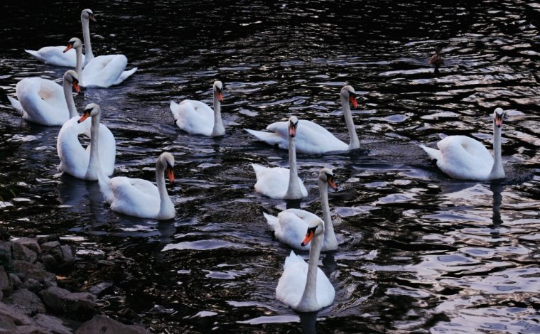 Elhullott hattyúnál mutatták ki a madárinfluenzát Nagyváradon