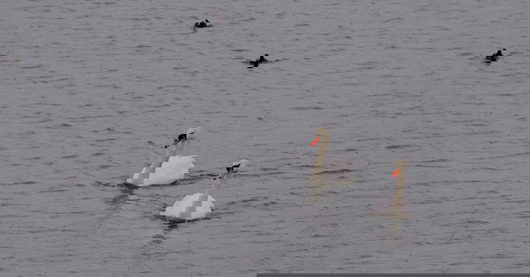 Hattyúk a Körösön: ezek a legfontosabb dolgok, amit a vadmadarak érdekében tehetünk | VIDEÓ