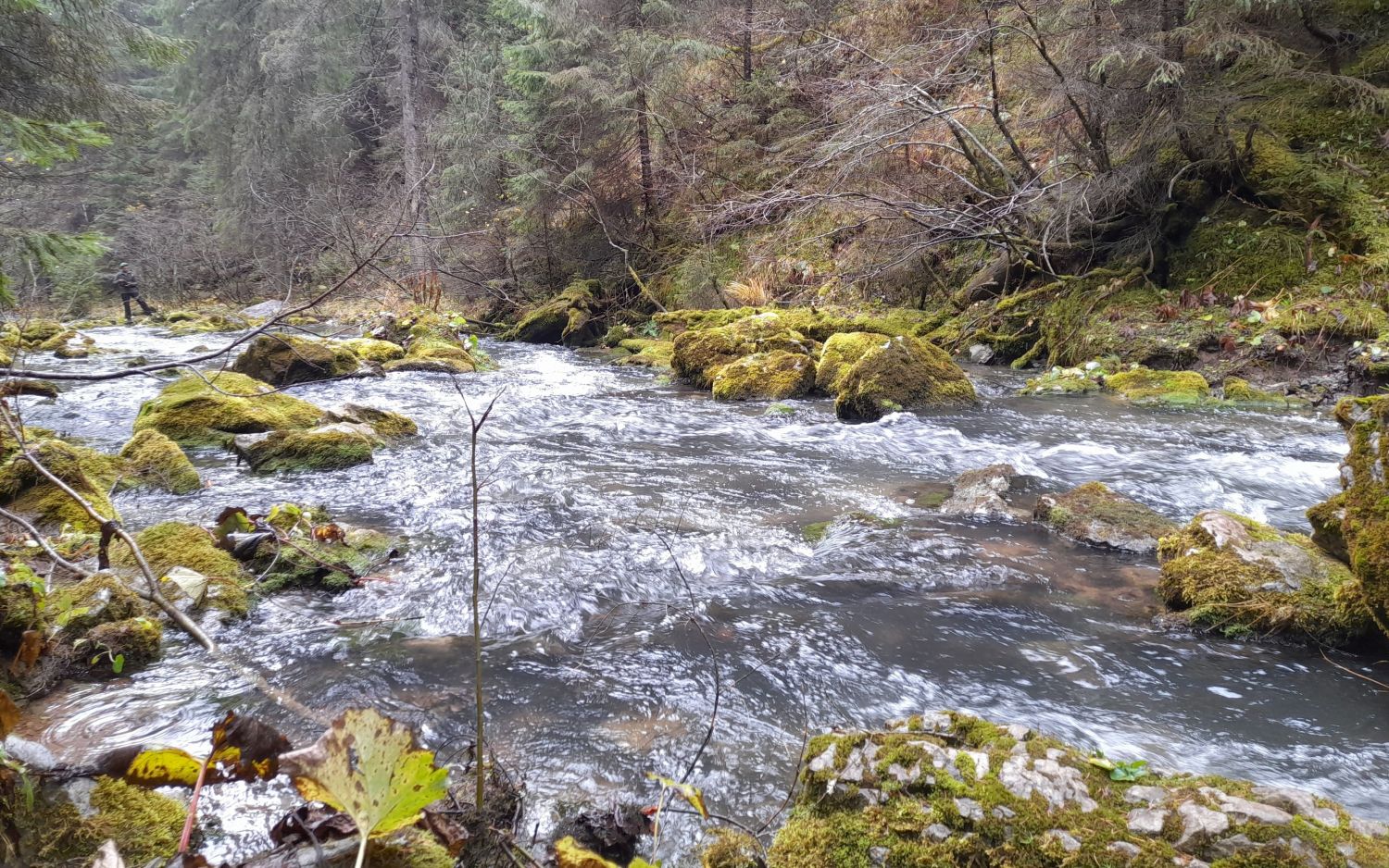 Ahol tilos az emberi beavatkozás: bővülhet Bihar megye biodiverzitás-térképe
